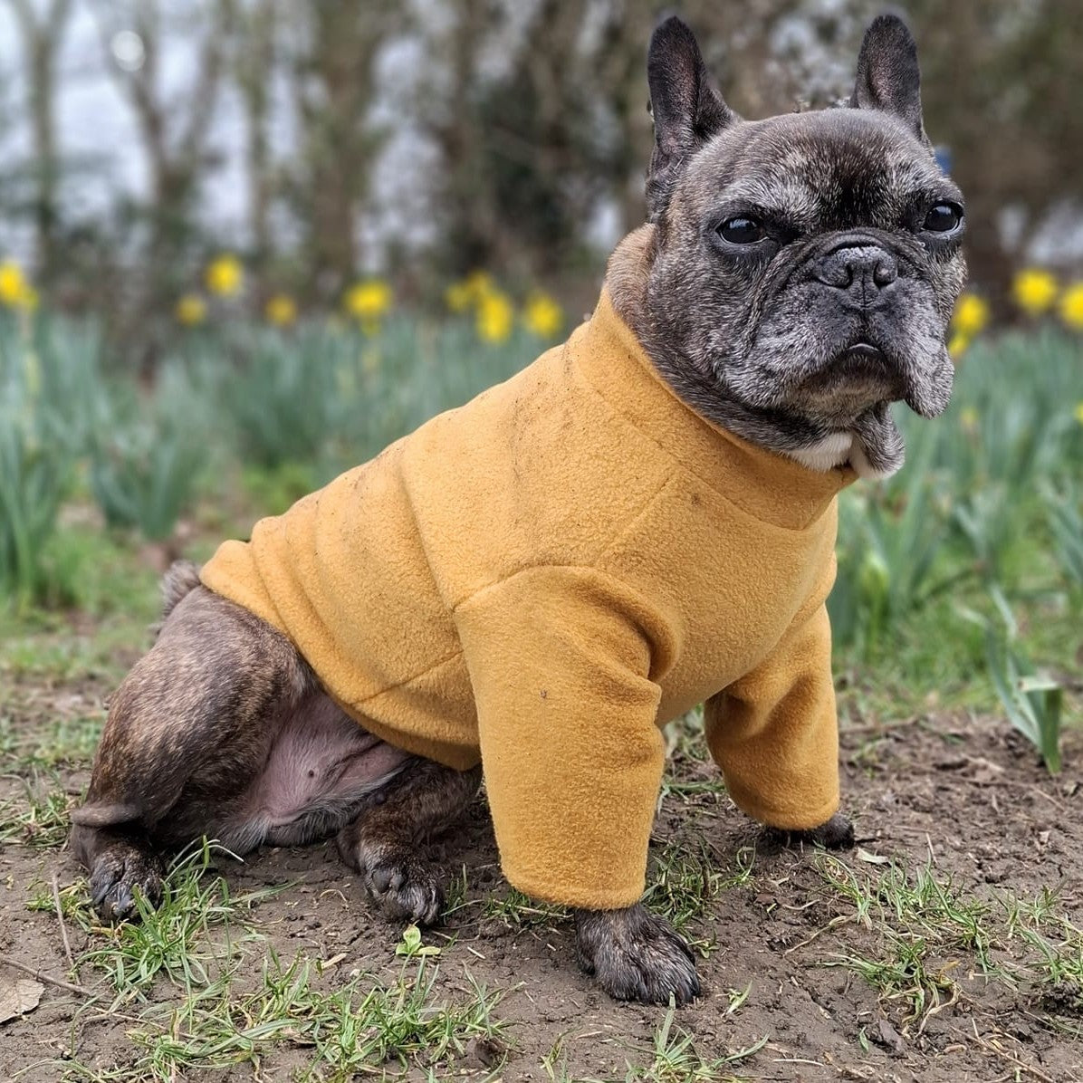 Sweater Frenchie Bow Tie French Bull Dog Valentine PNG, Cute Puppy