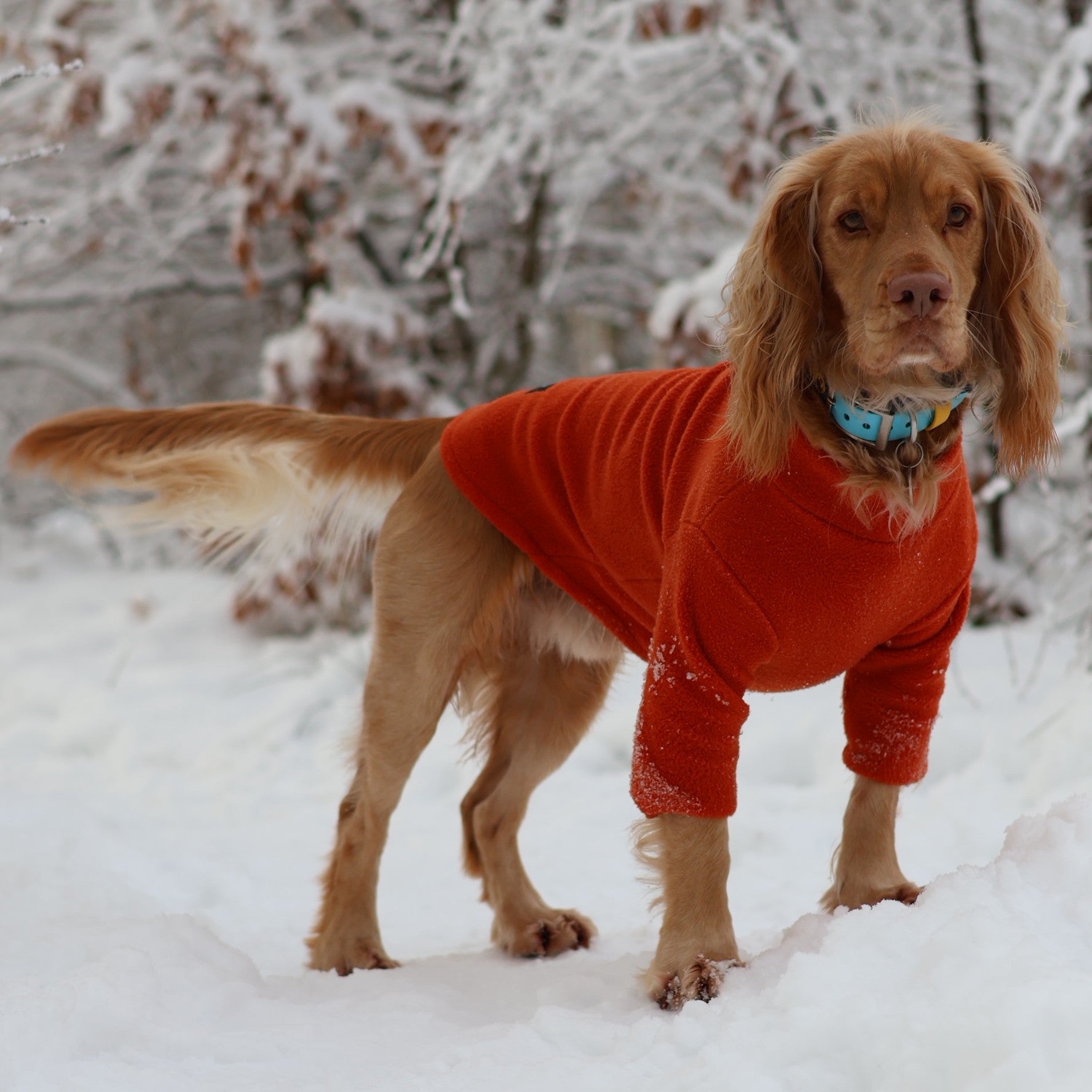 2 Leg Fleece Dog Suit – Pawsome Suits