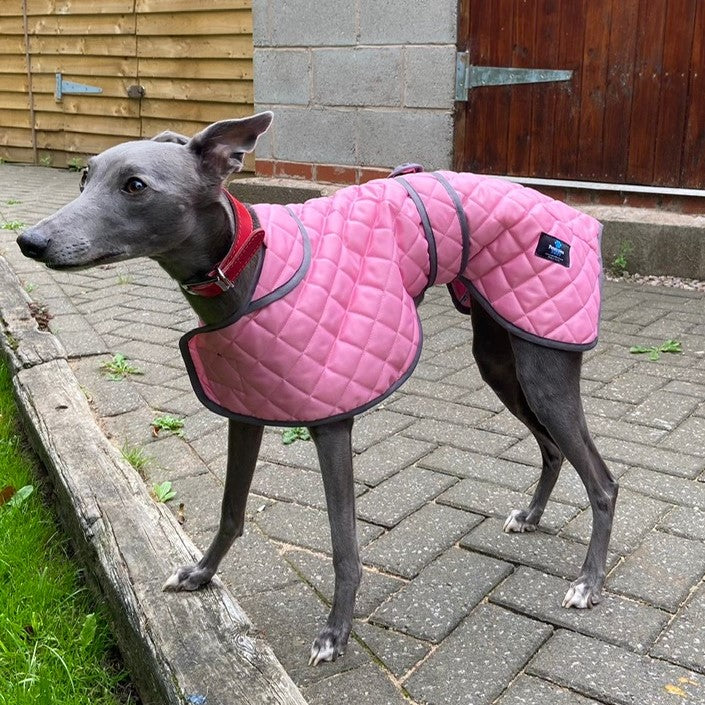 Quilted Sighthound Raincoat for Greyhounds, Lurchers and Whippets