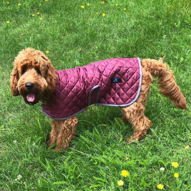 Quilted Lightweight Dog Raincoat