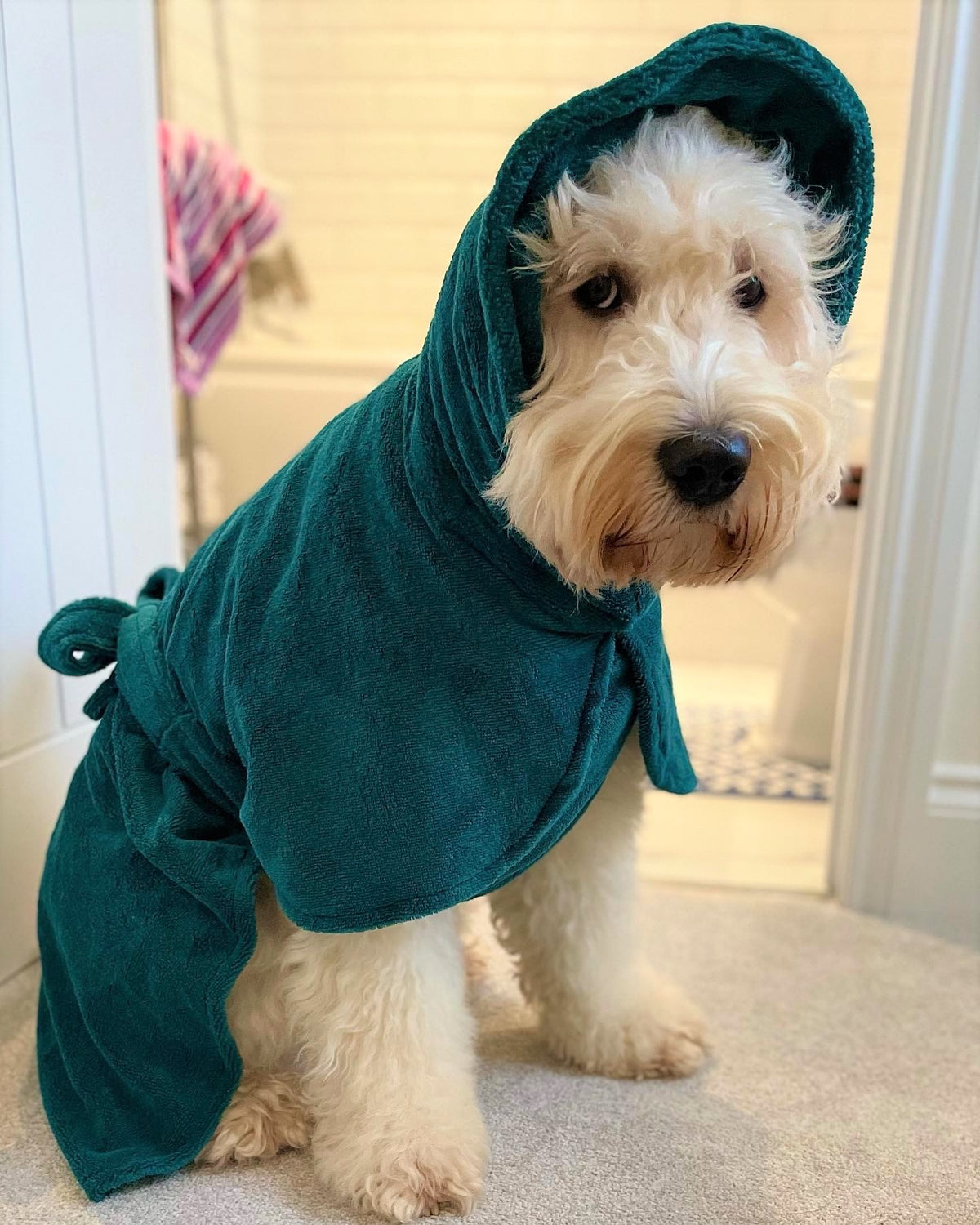 Dog In A Robe Bamboo Dog Drying Robe – Pawsome Suits
