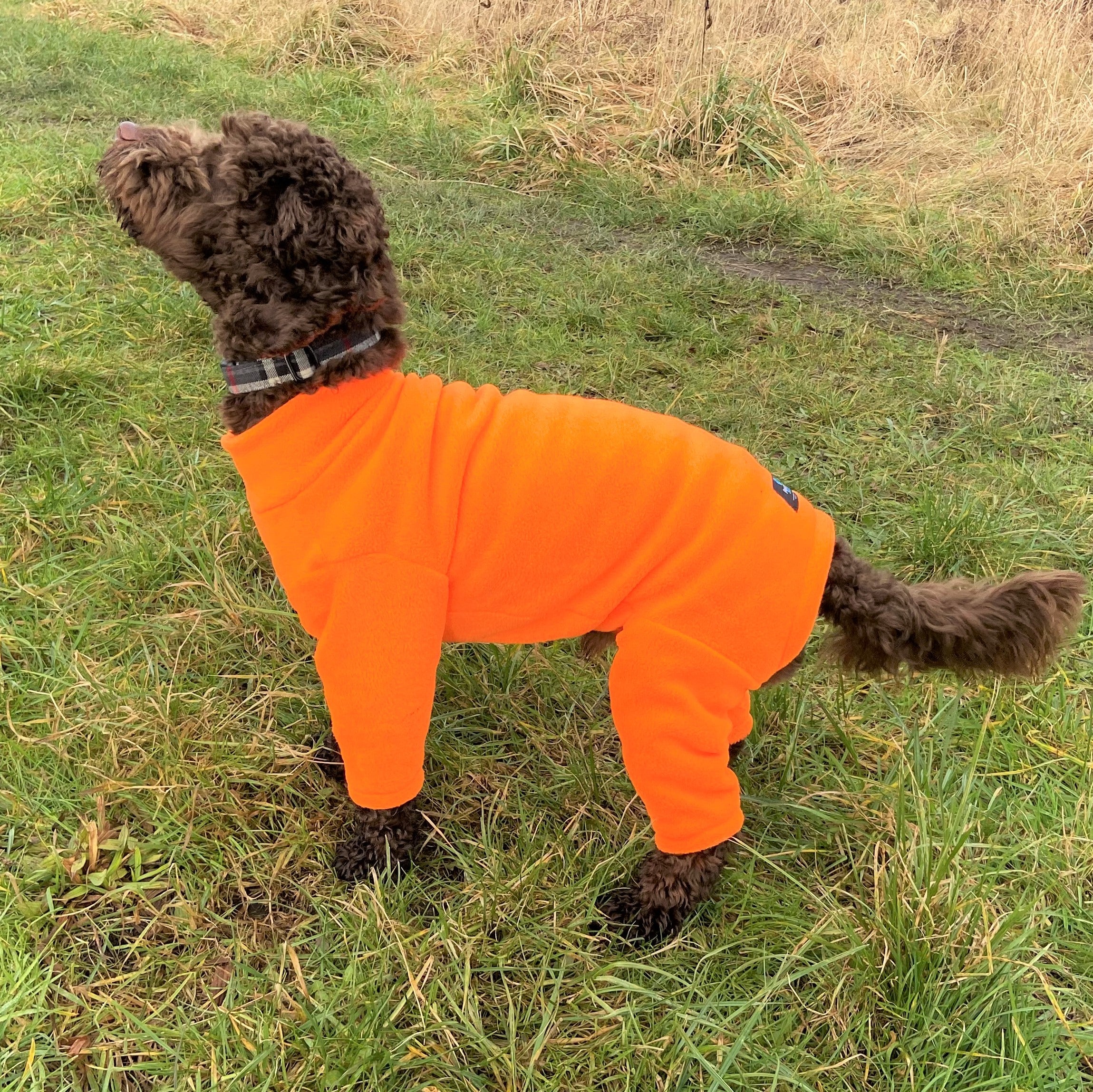 4 Leg Fleece Dog Suit Pawsome Suits