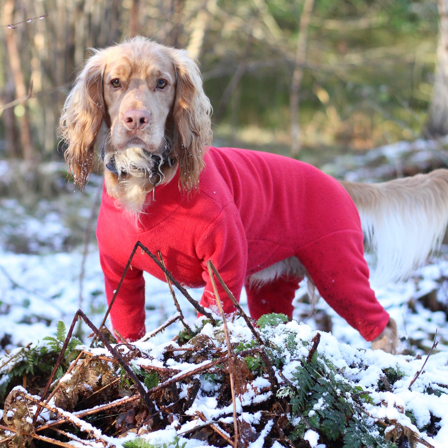 4 Leg Fleece Dog Suit 