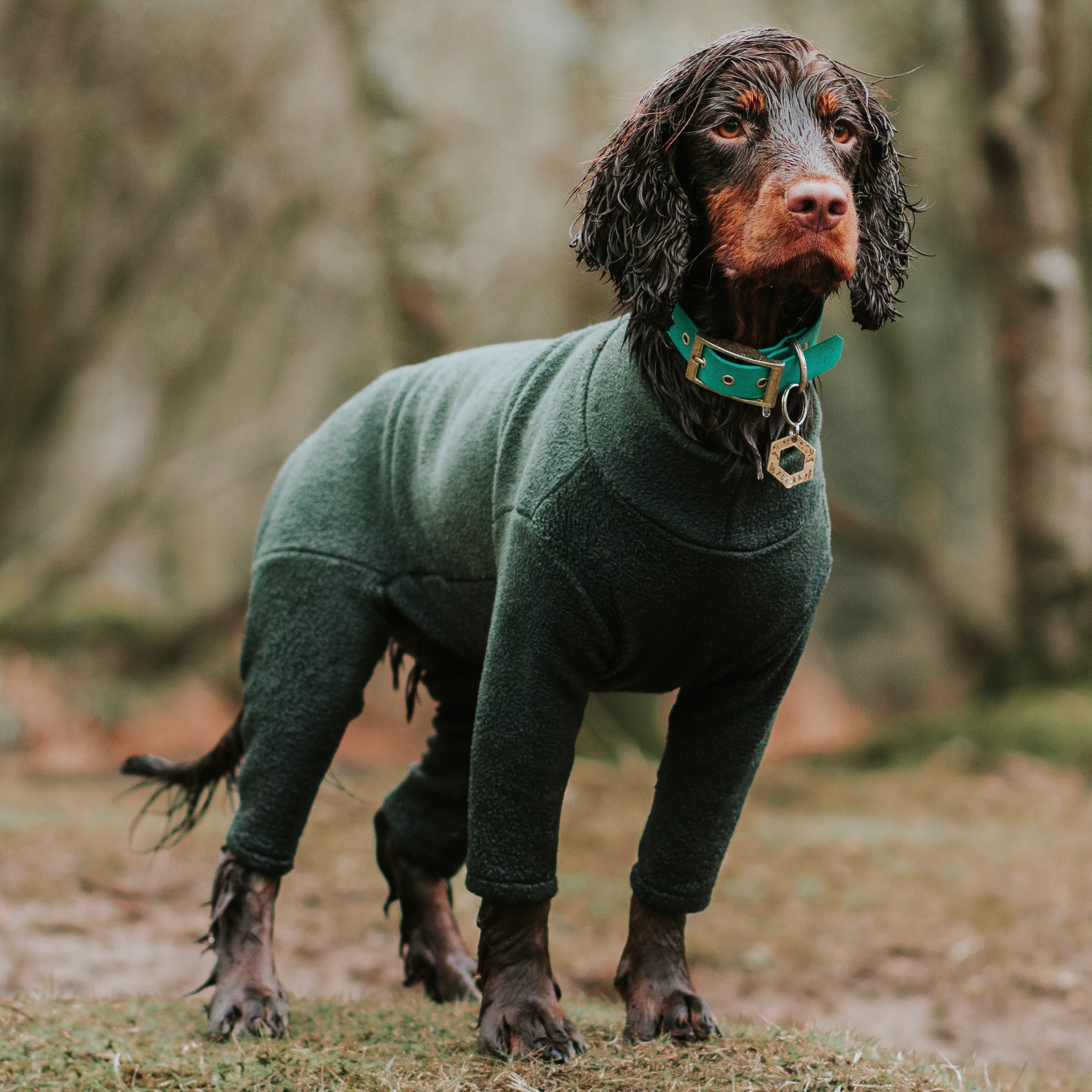 Green best sale dog jumper