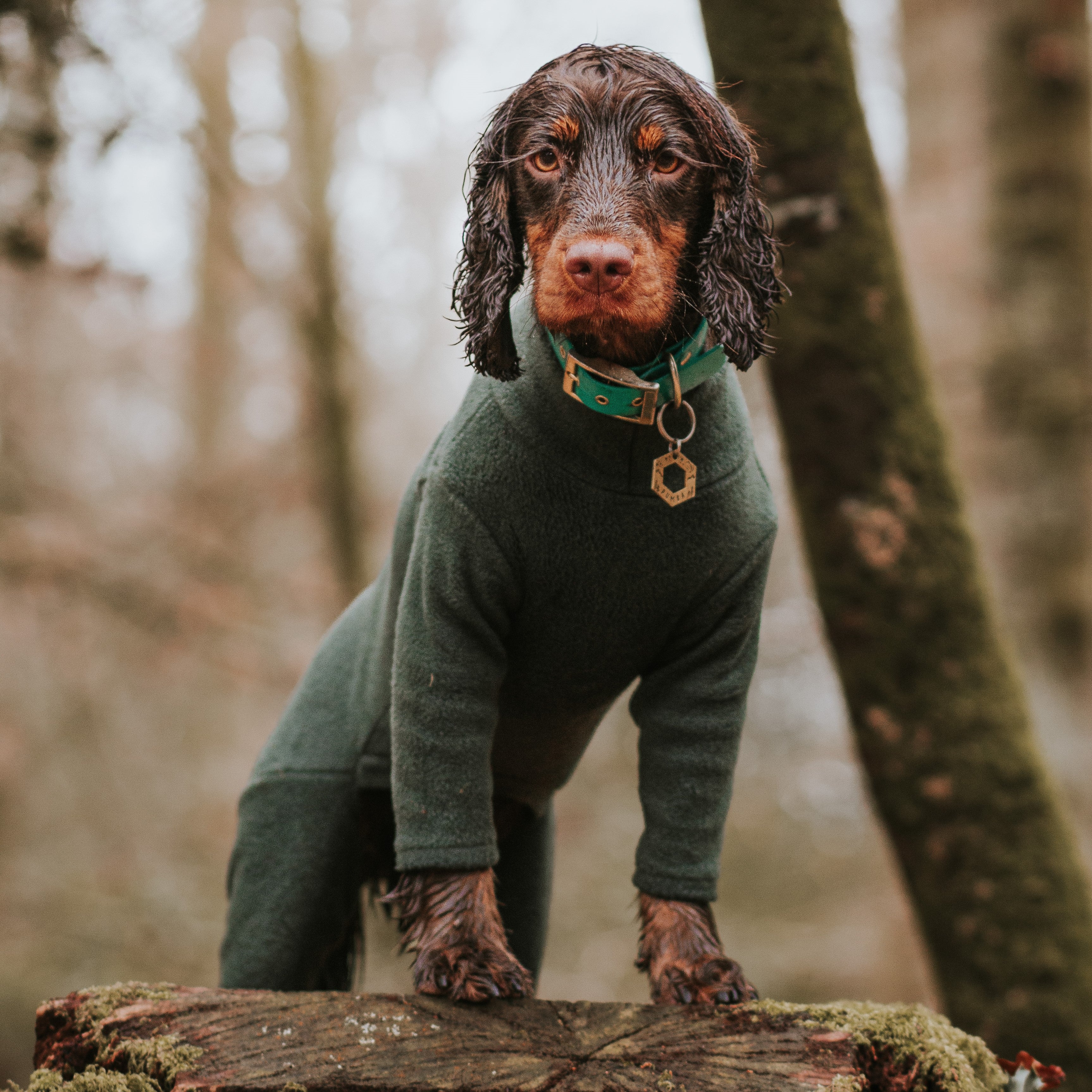 4 Leg Fleece Dog Suit