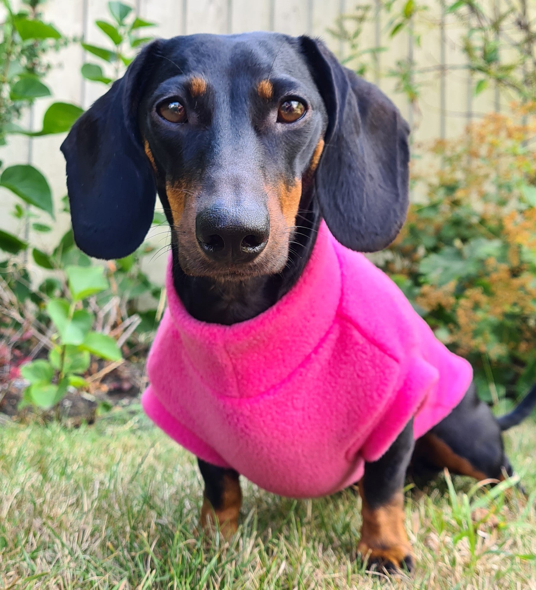 Dachshund equafleece clearance