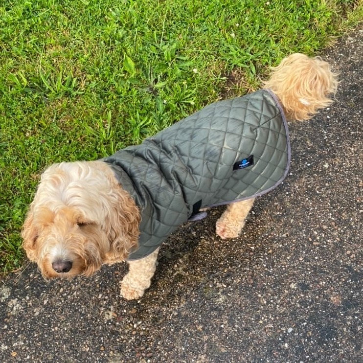 Quilted Lightweight Dog Raincoat