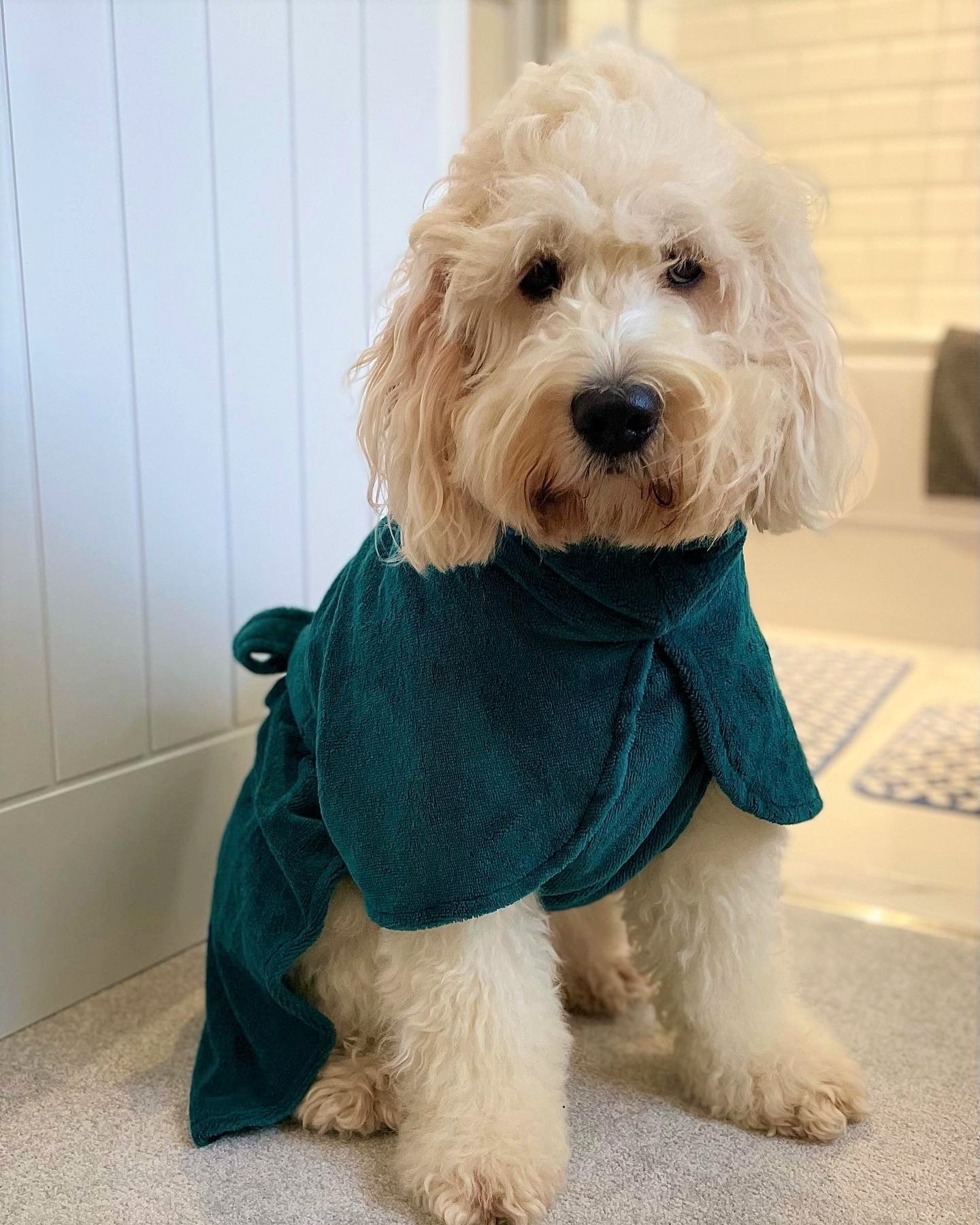 Bamboo Dog Drying Robe Teal Pawsome Suits